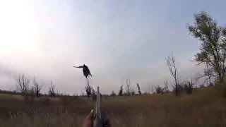 Охота на фазана с Курцхааром!!