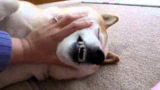 柴犬のチコチコ動画日記 #51
