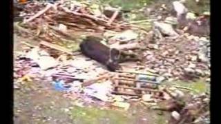Greece animal abuse