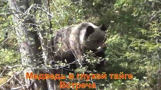 медведь в глухой тайге Хозяин тайги медведи сеголеток медвежонок бурый тайга лес пестун лончак охота