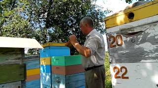 Пчеловодство bee (На пасеке Измайлова)