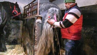 Caii lui domnul Fanel de la Dornesti cai de vanzare 2019