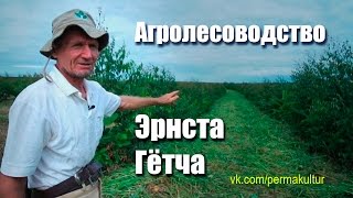 Агролесоводство Эрнста Гётча