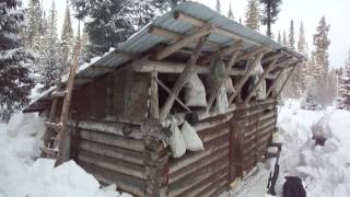 На избе 12.01.17. Сибирь. Охота с ЗСЛ.