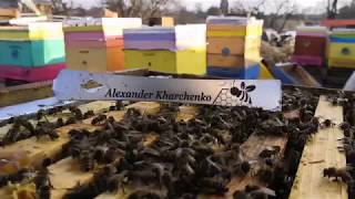 Стартер через прививочный ящик,вывод маток .