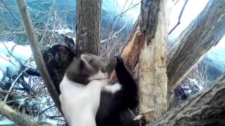 Куниця в петлі