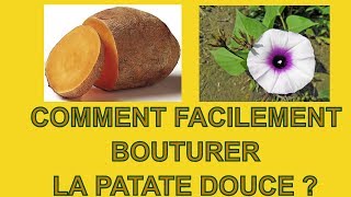 Comment bouturer la patate douce ? 1/2
