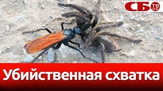 Гигантская оса против тарантула | видео смертельной схватки