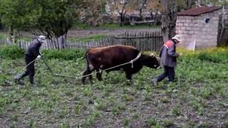 Бык пашет землю.