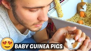 BABY GUINEA PIGS!!