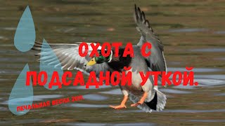 Охота с подсадной уткой. Весна 19г..