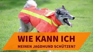 Ortungsgeräte und Schutzwesten für Hunde: Wie kann ich meinen Jagdhund schützen?
