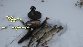 Рыбалка на щуку зимой на жерлицы  видео отчот  Pike fishing winter