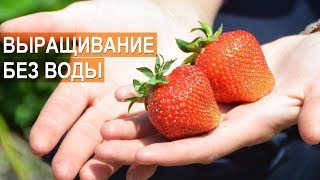 Выращивание земляники садовой без воды. Клубничная ферма Лесниченко