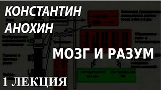 ACADEMIA. Константин Анохин. Мозг и разум. 1 лекция. Канал Культура
