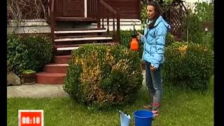 Рубрика "Усі в сад". Самшит.