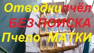Отводки пчел.Как сделать отводок пчел без поиска матки.Быстрое расширение пасеки.Размножение пчел.