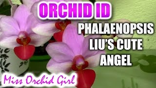 Phalaenopsis Liu's Cute Angel - my little angel