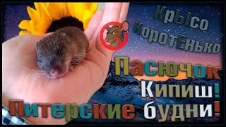 Пасючонок по имени Кипиш. Выкормили из шприца такого молодца! (Wild Rats)