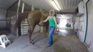 Stasis Equine Massage Therapy *STRETCHING HINDQUARTERS*