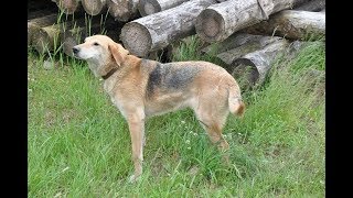 Охота на зайца с русской гончей .РОЗКА Ревы М. А . Ивановское.