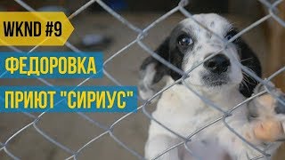 WKND #9: Правда о приюте. Интервью с руководителем приюта для животных "Сириус".