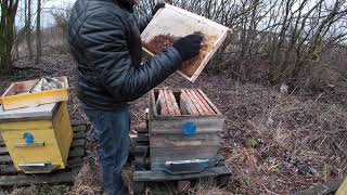 Ошибки начинающих пчеловодов, гибель пчёл от клеща Варроа.