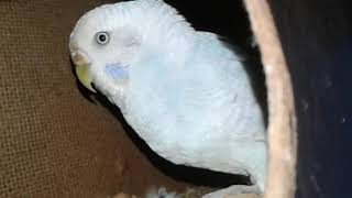 TODA MINHA CRIAÇÃO DE AVES