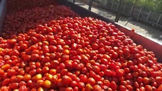 WATCH: We take you inside a tomato sauce factory