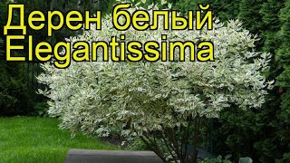 Дерен белый Элегантиссима. Краткий обзор, описание характеристик cornus alba Elegantissima