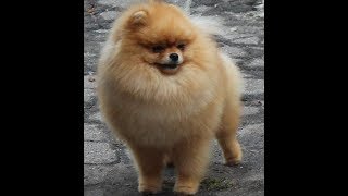 Померанский шпиц или цвергшпиц