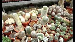 Dutch Cactus Nursery