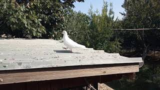 Бойные голуби, Грузия, Тбилиси 21.10.19, Roller pigeons, Georgia, Tbilisi