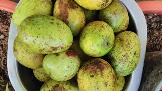 Fruit delicacies of Coorg