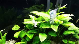 Are My Mystery Snails Mating? Update On My T Bar Tank (4/11/18)