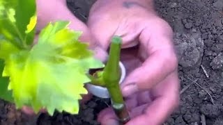 Зеленая прививка винограда (в расщеп)