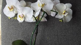 Орхидея Фаленопсис МК от Риты (попытка вторая :)) the Phalaenopsis Orchid by Rita (attempt two :)))