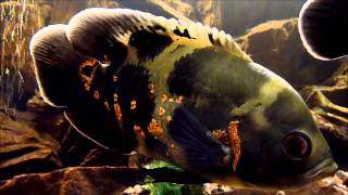 Astronotus ocellatus - akvárium