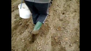 Посадка картофеля без лопаты / Рlanting of potato without a shovel Часть 2
