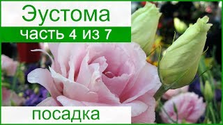 ? Посадка эустомы в саду и выращивание в открытом грунте