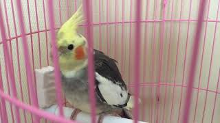 Корелла поет  . A parrot sings and talks
