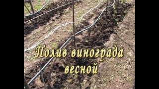 Весенний полив винограда