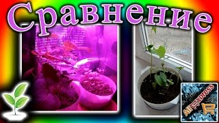 Фитосвет 04.Сравнение растений под фитолампой и солнцем