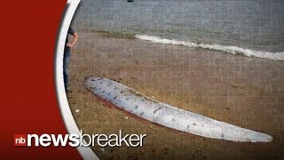 Rare 17-Foot Deep Sea Dwelling 'Oarfish' Washes Up On Southern California Coast