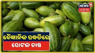 Annadata | ବୈଜ୍ଞାନିକ ପଦ୍ଧତିରେ ପୋଟଳ ଚାଷ