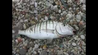 Stripped seabream light casting fishing-Ψάρεμα μουρμούρας