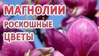 ЦВЕТОК МАГНОЛИЯ: Ботанический сад Киев, весенние цветы, звуки природы, 4к видео