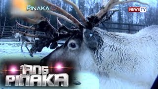 Ang Pinaka: Sikat na Animals of Christmas