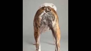 Dog Anal Glands - How To Avoid Anal Gland Problems In Your Dog