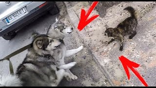 БЕШЕНЫЙ КОТ НАПАЛ НА БОЛЬШИХ СОБАК
